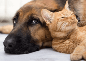 Chiens & Chats, l’app qui permet à la science de mieux connaitre nos animaux