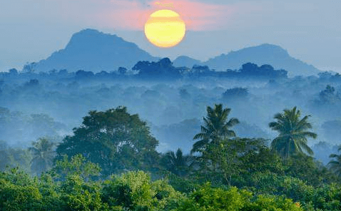 SAP Cloud for Analytics protège les forêts tropicales
