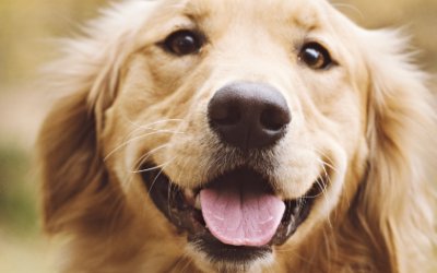 Une photo et l’IA pour établir un diagnostic animal