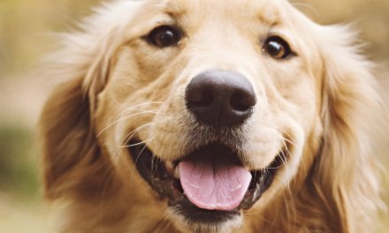 Une photo et l’IA pour établir un diagnostic animal